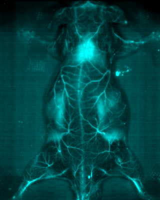 High resolution near-infrared two zone live microscope